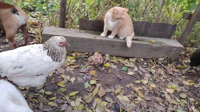 Две подруги, Тая и Персик. /Two friends, Taya and Peach. смотреть онлайн