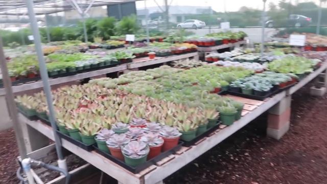 I Spent Another Whole Day Plant Shopping...| Houseplant City Tour смотреть онлайн
