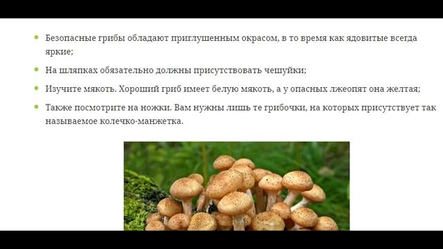 ГРИБЫ ОПЯТА ОСЕННИЕ✈ ОКТЯБРЬ 2017✈ КАК ВЫГЛЯДЯТ ЛОЖНЫЕ? ГДЕ СОБИРАЕМ? КАК ПРИГОТОВИТЬ?
