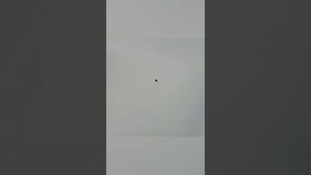 Голуби г. Пятигорск+7 918 745-40-08 Ставропольский край смотреть онлайн