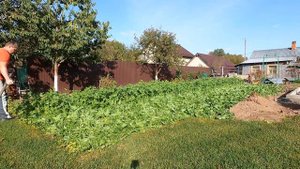 Старая добрая коса в деле даже в 21 веке. Скашиваю горчицу