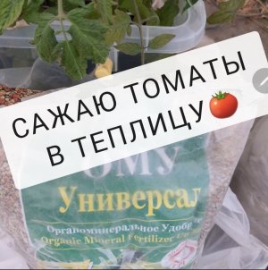 Посадка томатов в теплицу?