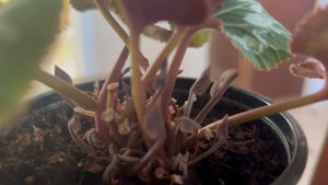 НЕ СПЕШИТЕ ВЫБРАСЫВАТЬ