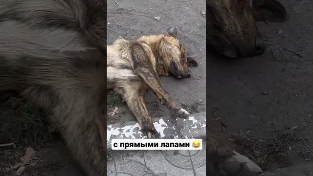 😱 НАДЕЮСЬ ОН ЖИВ, ПЕС ЛЕЖИТ С ПРЯМЫМИ ЛАПАМИ НА ГРАНИЦЕ ГРУЗИИ И РОССИИ 🐕