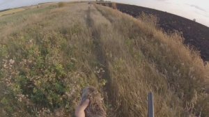 Охота на куропатку дратхааром.