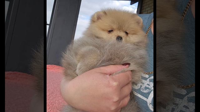 померанские шпицы , продажа