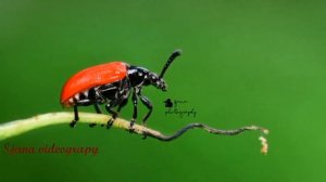 Macro photography lessons 2 || nikon d5300 70-300 and dcr 250