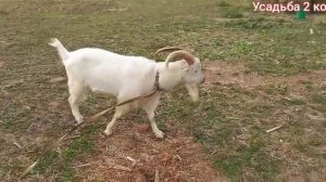 Запасаемся сеном на зиму . Люцерна козам .