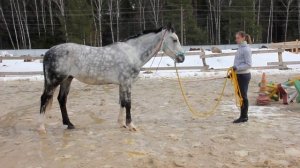 Правильная реакция лошади на хлыст