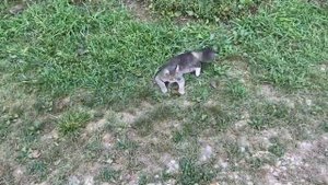 Гибискус- кустарник и дерево для вашего сада