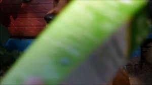 УХОД ЗА УШАМИ СПАНИЕЛЯ~ЧТО НУЖНО ДЕЛАТЬ~ КАК ПОНЯТЬ ЧТО СОБАКА БОЛЬНА?