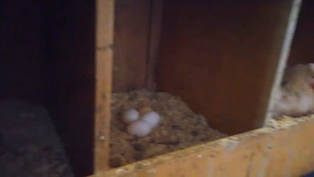 Как петух курицу на гнездо усаживал!)) смотреть онлайн