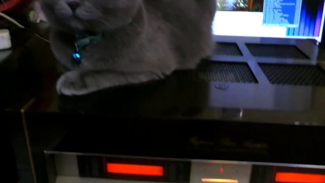 Котейка меломанка