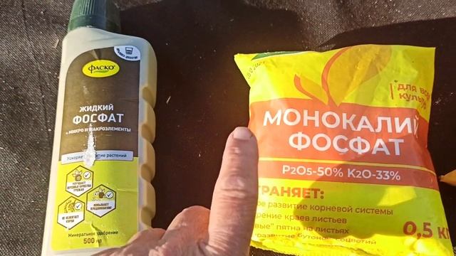 Подкормки земляники после высадки, 30.08.2021, г.Омск смотреть онлайн