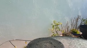 Euonymus japonicus ‘Microphyllus Aureovariegatus’