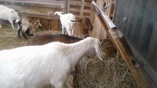 Как устроен желудок у коз?? смотреть онлайн