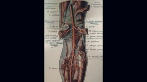 Подколенная артерия. A. poplitea / Анатомия / Нормальная Анатомия