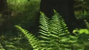 Беседы  с  Эстер  Сигаль