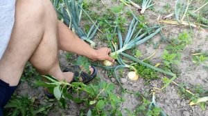 Когда и зачем заламывать лук