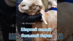 ВОТ ЭТА БАРАН ТАКОЙ НАДА ВСЕМ