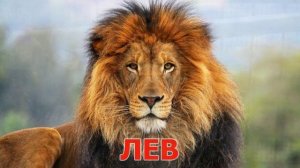 Развивающие карточки для детей. В зоопарке