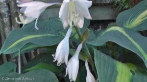 Хоста гибридная Сэйнт Пол (Hosta Saint Paul)