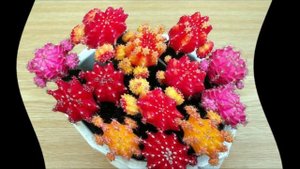 Гимнокалициум уход