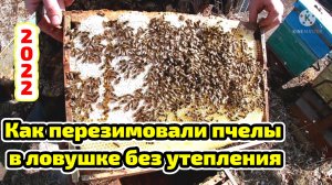 Как перезимовали пчелы в ловушке без утепления! Осмотр семьи