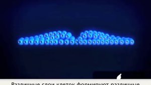 Имплантация и развитие эмбриона