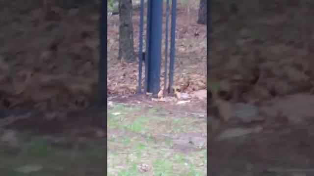 #Россия Белочки-бельчатки, зверушечки-зверятки? #ДальнийВосток