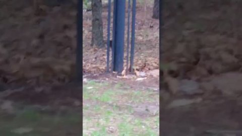 #Россия Белочки-бельчатки, зверушечки-зверятки? #ДальнийВосток