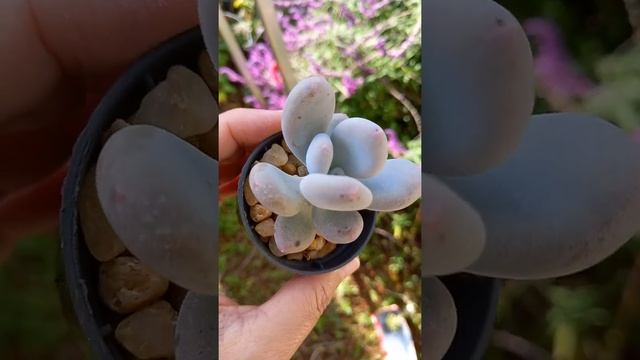 Suculenta Pedra da Lua, Pachyphytum oviferum #shorts #suculenta #pachyphytum