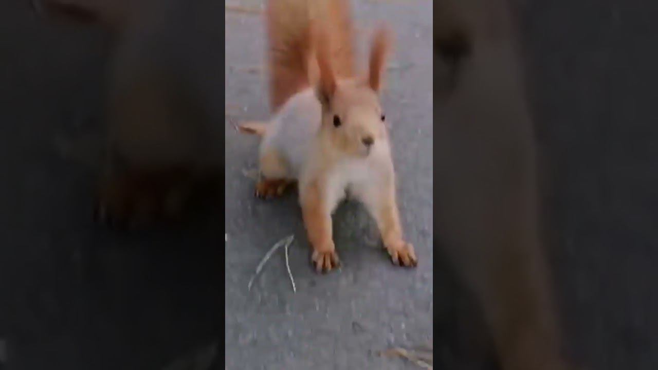 #бесстрашная #белка #лес смотреть онлайн