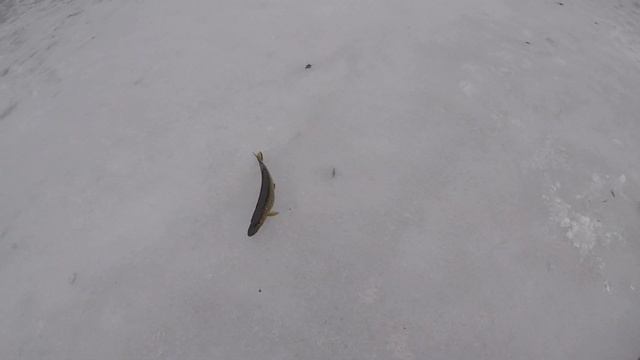 Жерлицы! Супер Снасть! Щука на жерлицы! смотреть онлайн