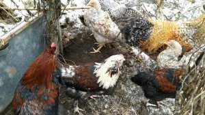 ОБЗОР ХОЗЯЙСТВА #ПОРОДЫ КУР С НАЗВАНИЯМИ