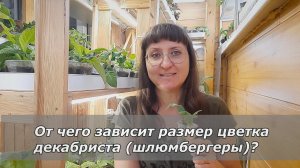 От чего зависит размер цветка декабриста (шлюмбергеры)?