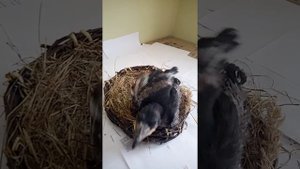 Кормление воронёнка. 07.05.2021