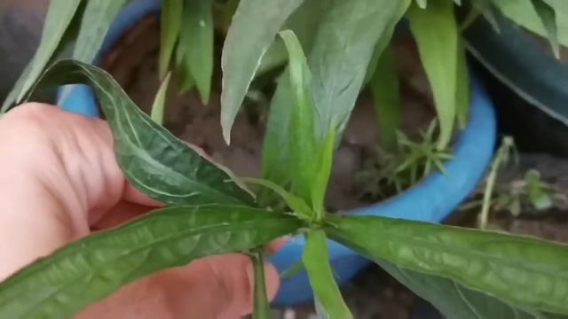 How to grow and care Mexican petunia // Best 👍💯evergreen summer flowering plants смотреть онлайн