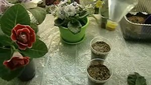 Фиалка, размножение фрагментом листа, использоваие вермикулита .