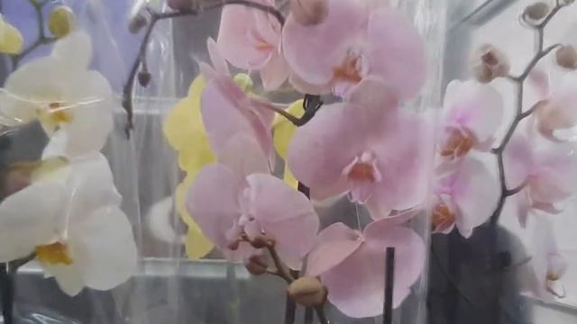 Усть-Каменогорск, предновогодний завоз орхидей в Dos-Nar 26.12.2020г. Дикий кот, ягуар... Часть 1. смотреть онлайн