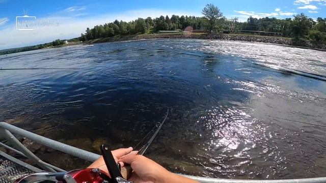 CATCHING GIANT SALMON; Bergeforsen - Best Salmon Fishing in the World | Team Galant смотреть онлайн