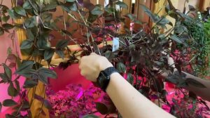 Мой регулярный уход за комнатными растениями