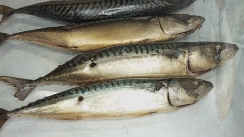 СКУМБРИЯ холодного копчения в электростатической коптильне