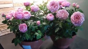 Розы Кордана - миниатюрная группа сортов.