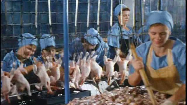 Poultry Farm Tour