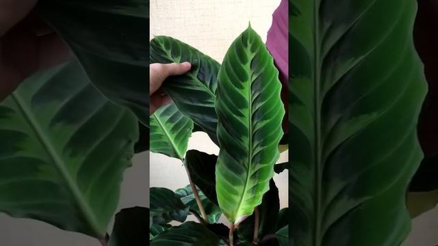 Calathea Warscewiczii ✨ Калатея Варшевича ✨ ? #plants #растения