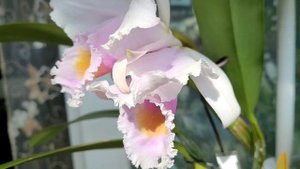 Cattleya schroederae. Первое домашнее цветение.