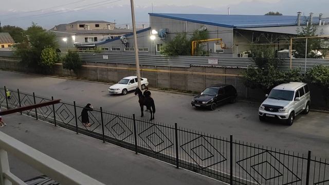 Красивая арабская лошадь смотреть онлайн