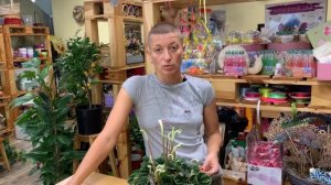 Пеперомия Лилиан - неприхотливое комнатное растение с изюминкой. Давайте знакомиться.