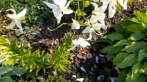 #дизайнсада  #белыелилии / Белые лилии в июле. Цветение